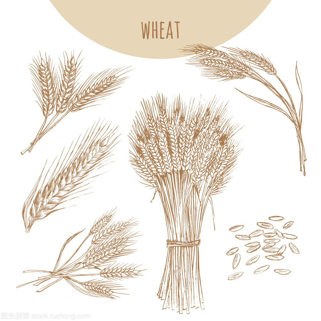 小麦幼穗、 捆和谷物。谷物手绘素描